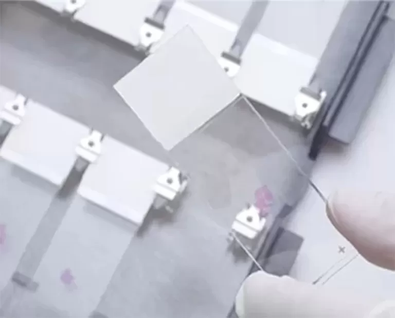 Histology vs. Histopathology: What's the Difference?